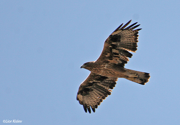 עיט ניצי Bonellis Eagle Hieraaetus fasciatus                                        נחשולים(חוף הכרמל)נובמבר 2005